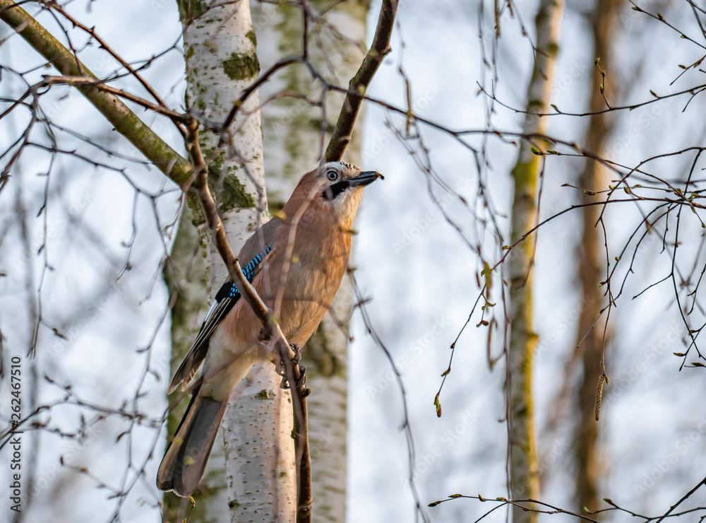 Jaybird sitting on the tree branch during sunset time.