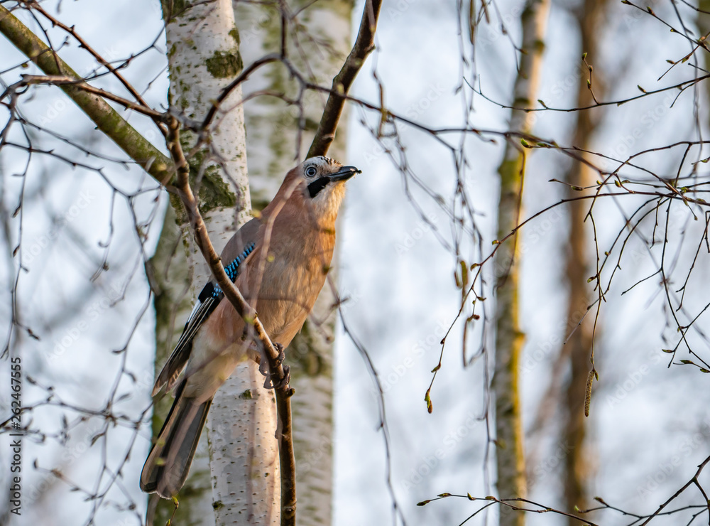 Jaybird sitting on the tree branch during sunset time.