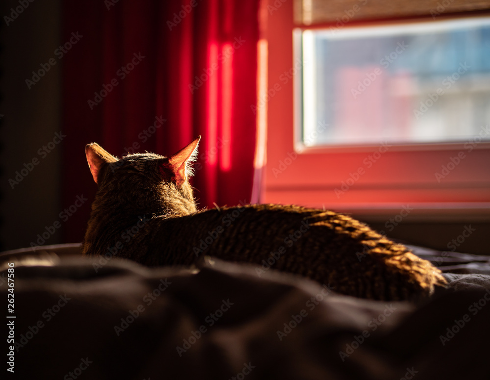 Cat, arabian mau, laying on the bed in the sunlight, watching the sunset trough the window.