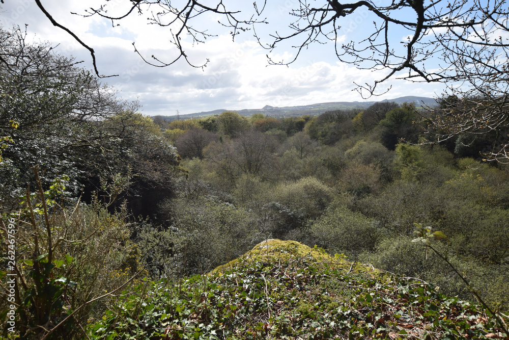 Tree top canopy of a woodland growing within an abandoned quarry in Luxulyan Cornwall Tree top canopy of a woodland growing within an abandoned quarry in Luxulyan Cornwall