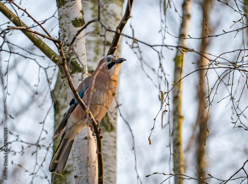 Obraz na płótnie Jaybird sitting on the tree branch during sunset time. w salonie