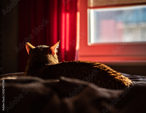 Obraz na płótnie Cat, arabian mau, laying on the bed in the sunlight, watching the sunset trough the window. w salonie