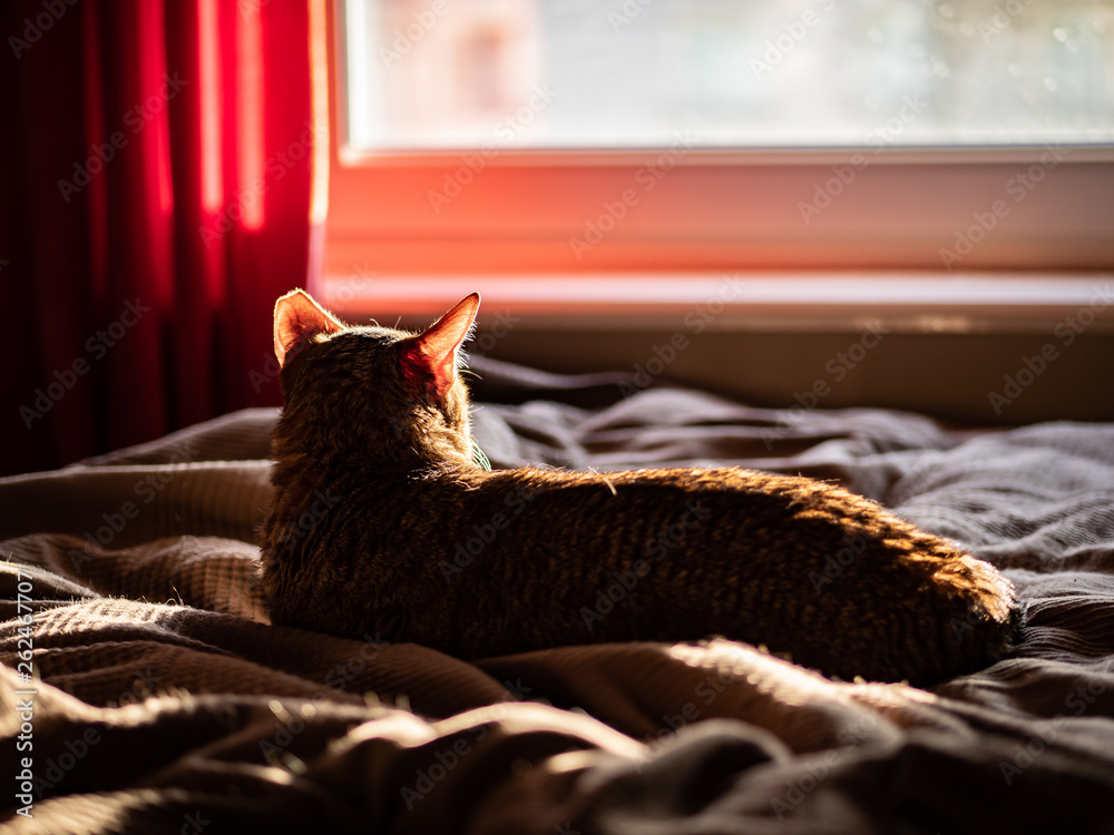 Cat, arabian mau, laying on the bed in the sunlight, watching the sunset trough the window.