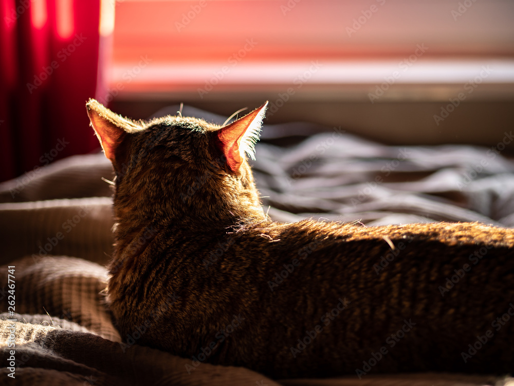 Cat, arabian mau, laying on the bed in the sunlight, watching the sunset trough the window.
