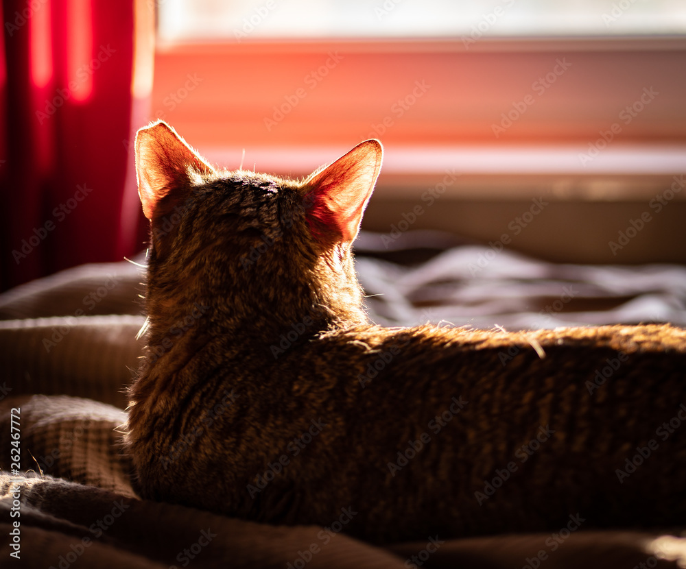 Cat, arabian mau, laying on the bed in the sunlight, watching the sunset trough the window.
