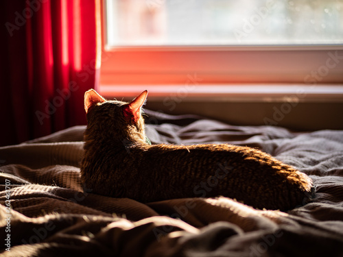 Obraz na płótnie Cat, arabian mau, laying on the bed in the sunlight, watching the sunset trough the window. w salonie