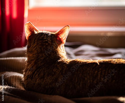 Obraz na płótnie Cat, arabian mau, laying on the bed in the sunlight, watching the sunset trough the window. w salonie