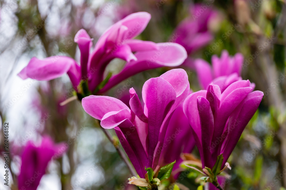 Foto Stock Beautiful blooming Magnolia Susan (Magnolia liliiflora x Magnolia  stellata) with large pink flowers and buds in spring garden. Selective  focus | Adobe Stock