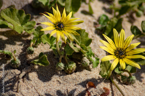 yellow flowers in the sand