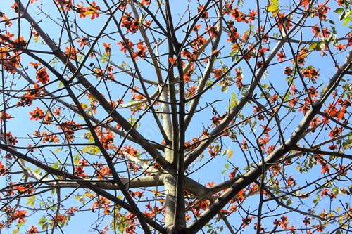 branches