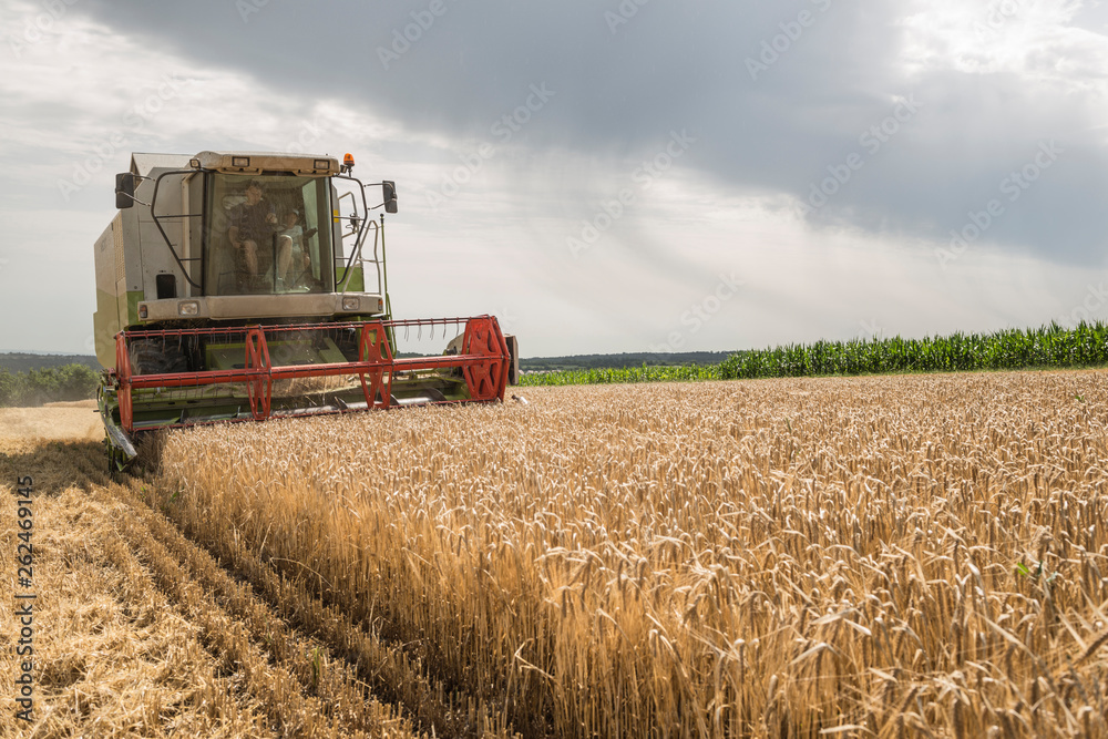 Obraz premium Getreideernte