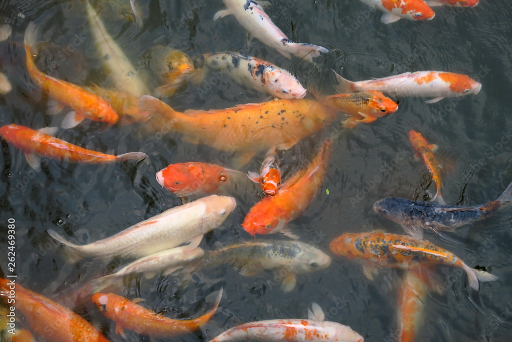 Poissons carpes dans un bassin Poissons carpes dans un bassin