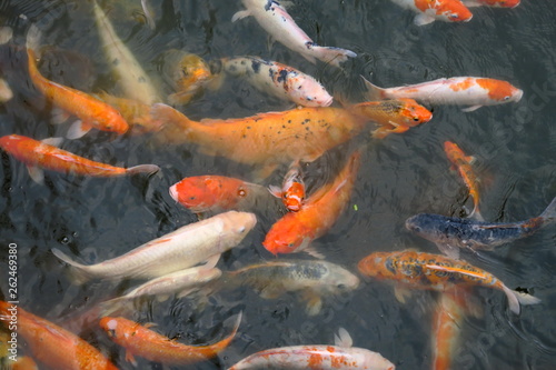 Poissons carpes dans un bassin