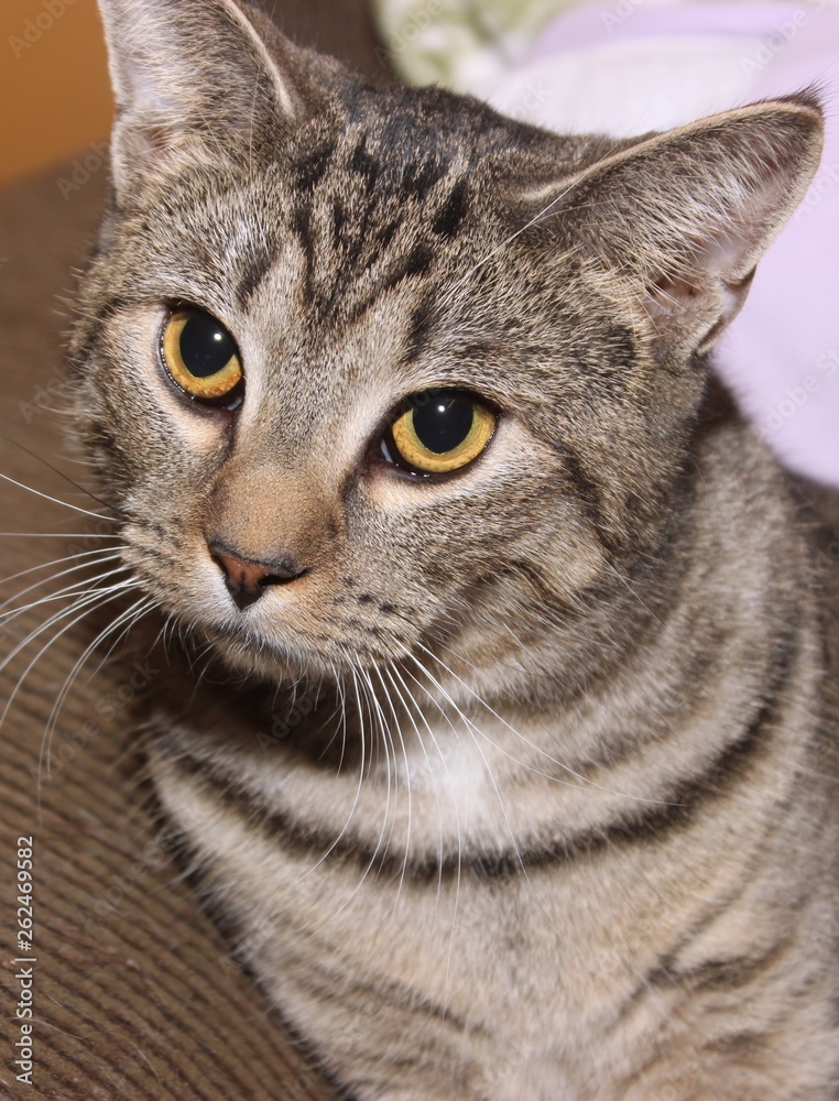 Fototapeta premium BROWN & WHITE TABBY CAT