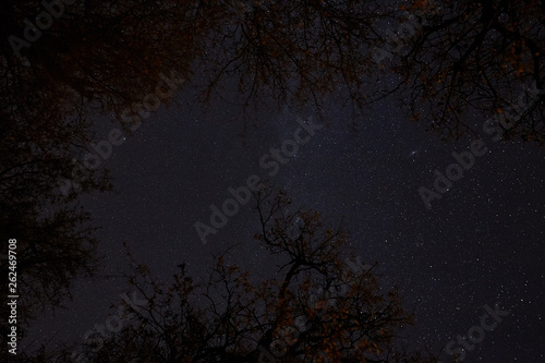 Night sky picture with many stars over the forest