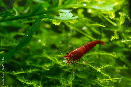 Bloody mary neocaridina pet shrimp standing on green aquatic moss in freshwater aquarium © Andrej