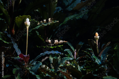 Two crystal black freshwater shrimps walking on flowering bucephalandra aquatic plants in home aquarium photo