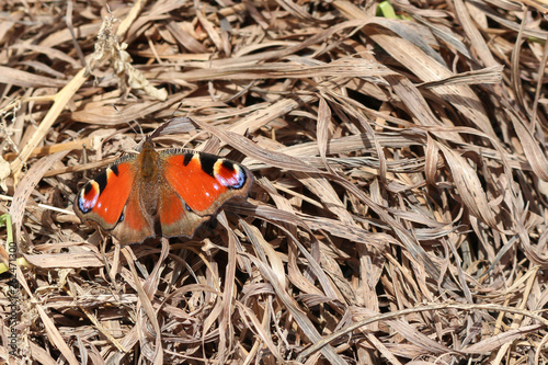 Close-up photography of bright red butterfly in dry grass