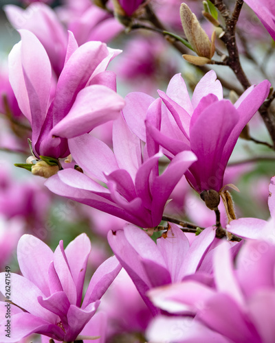 Purple Magnolia