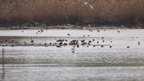 Protected nature reserve full of birds