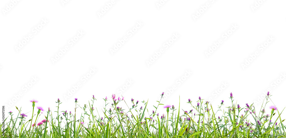 grass and wildflowers isolated background - obrazy, fototapety, plakaty 