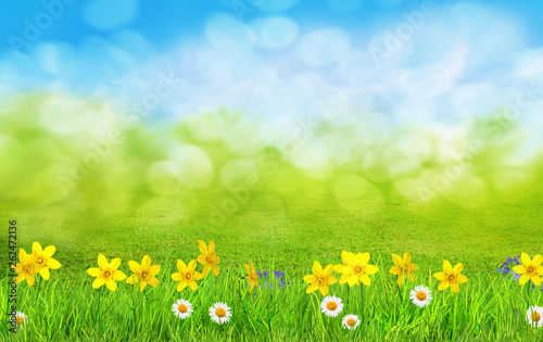 Fototapeta Naklejka Na Ścianę i Meble -  a spring flowers and green grass background
