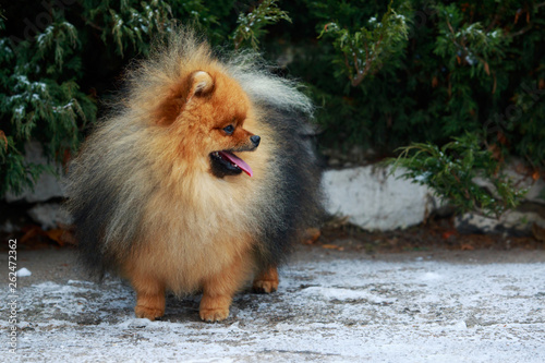 the dog breed pomeranian spitz © deviddo
