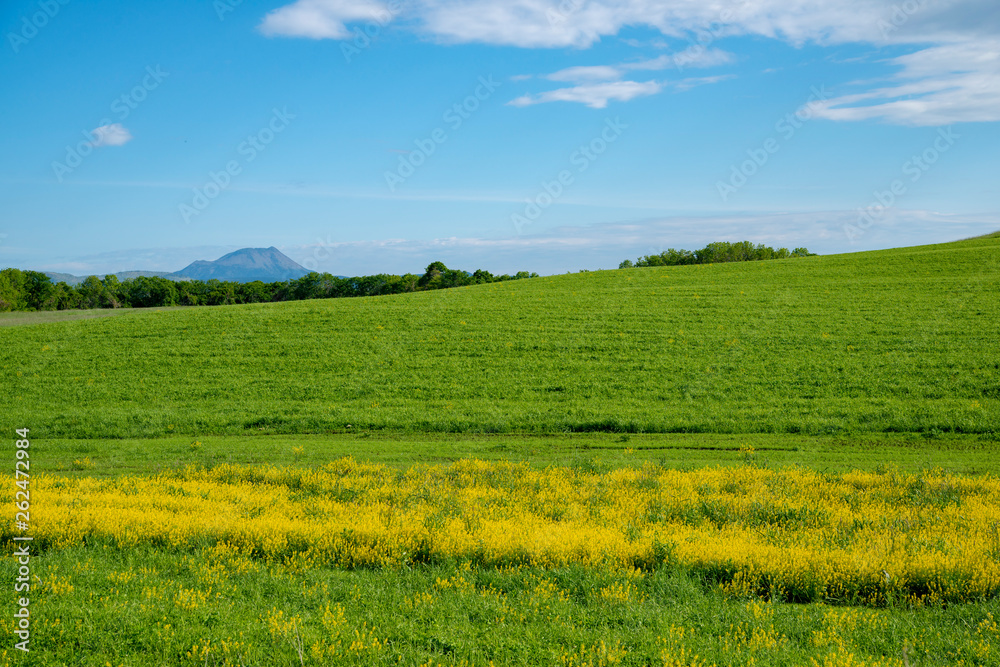 Fototapeta premium 夏の田園