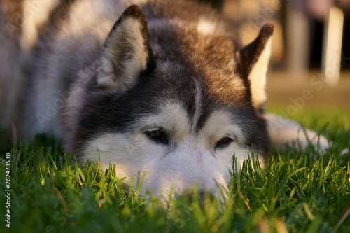 Husky sib  rien