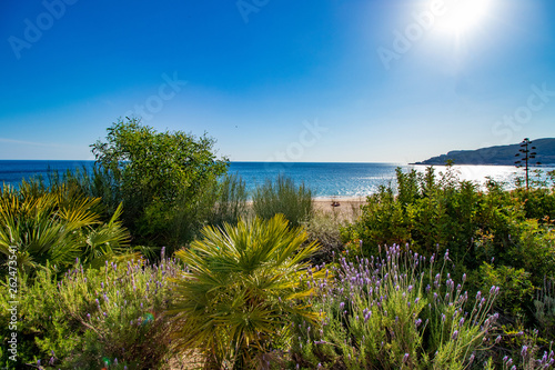 beach landscape with vegetation in the foreground