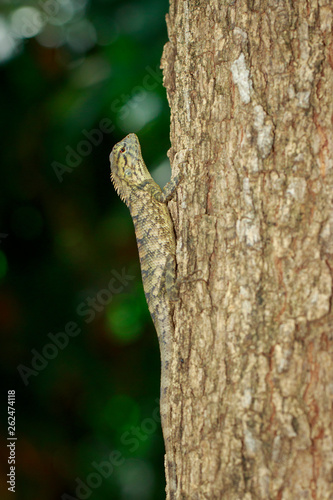 Image of brown chameleon on tree. Reptile. Animal.