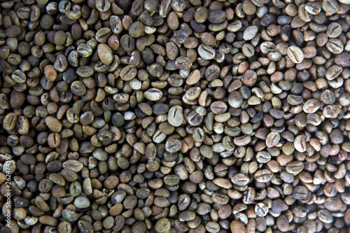 Raw Kopi Luwak coffee beans on coffee farm