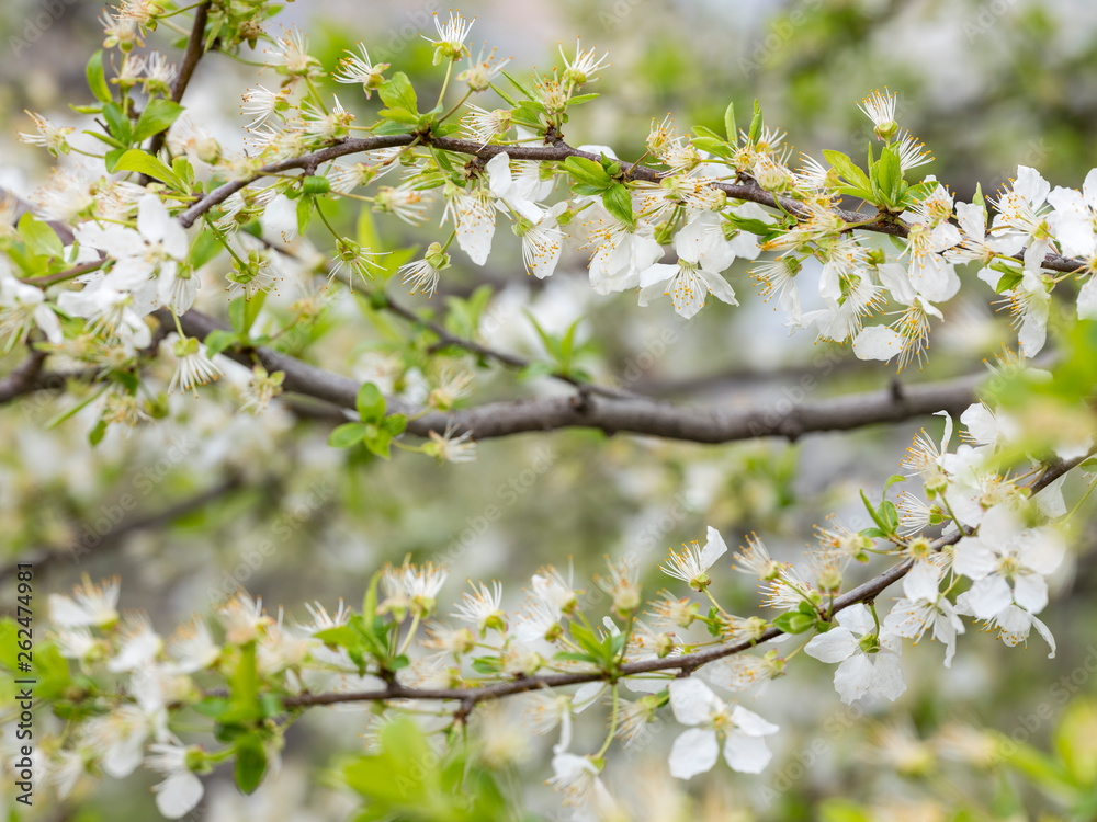 a lot of blooming cherry branches in close up view a lot of blooming cherry branches in close up view