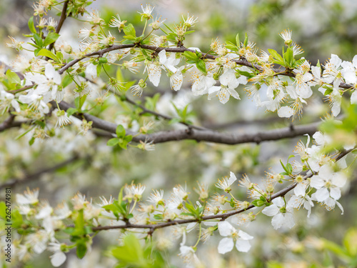 a lot of blooming cherry branches in close up view