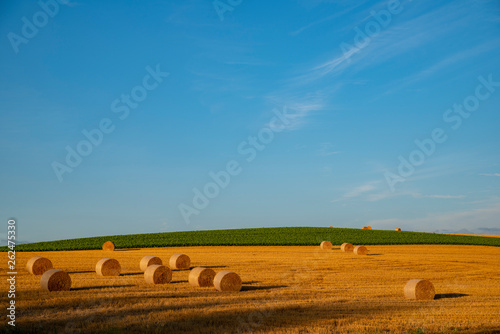 真夏の麦畑