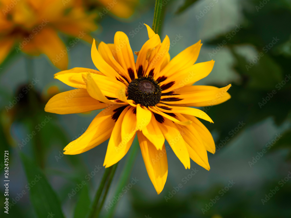 Yellow coneflower or rudbeckia flower blooming in an autumn garden Yellow coneflower or rudbeckia flower blooming in an autumn garden