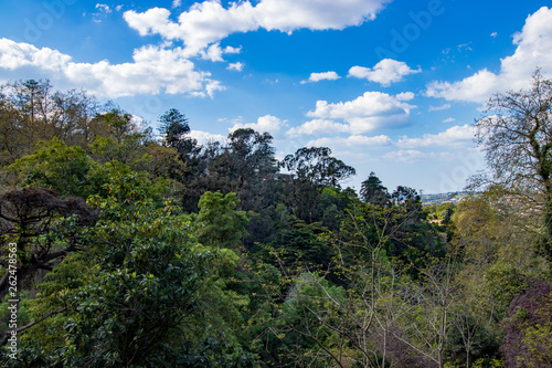 garden with dense vegetation and blue sky with white clouds in the background