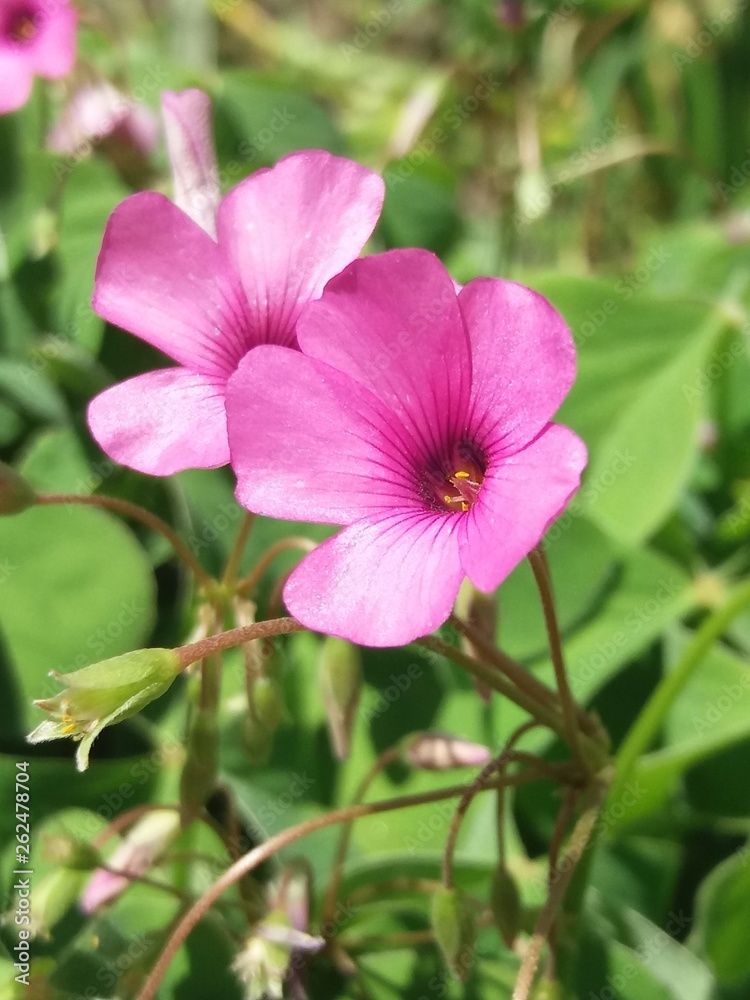 pink flower1 pink flower1