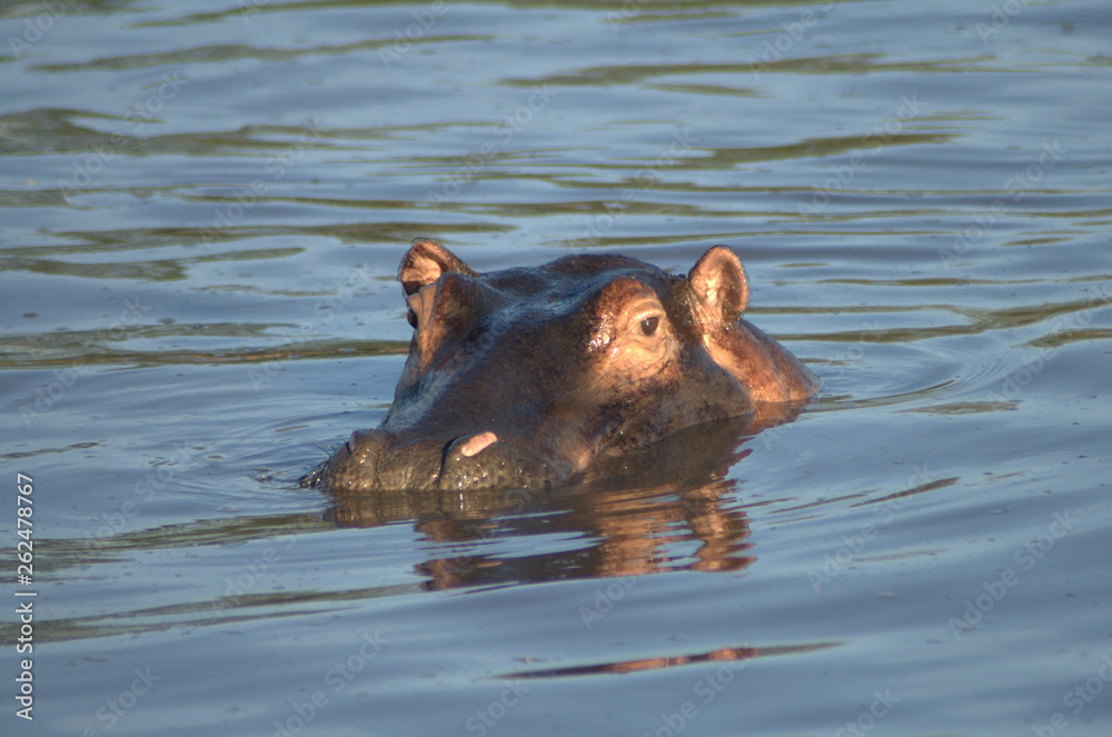 Fototapeta premium hippo in the water