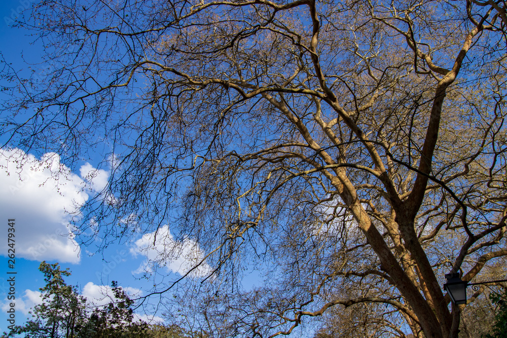 trees