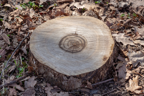 annual rings on a stump