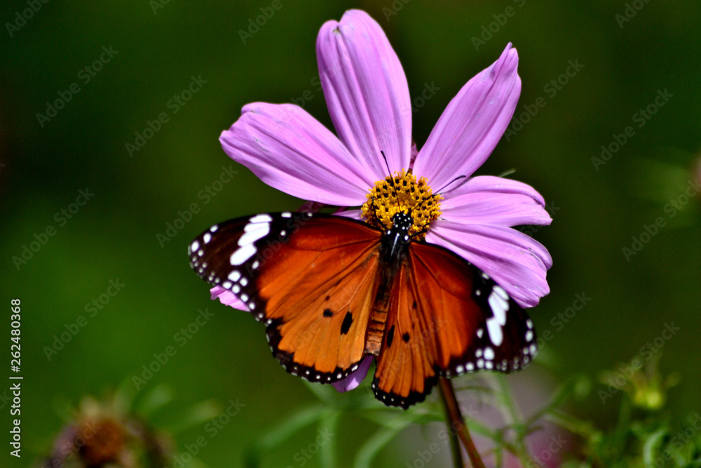 butterfly on flower