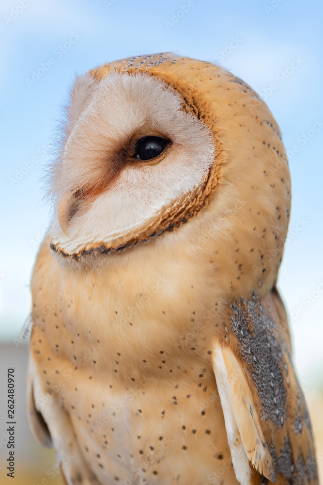 Naklejka premium Portrait of white owl