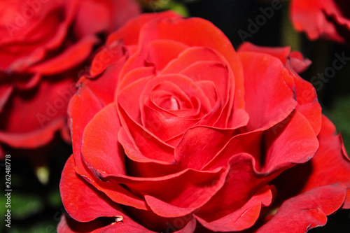red rose macro