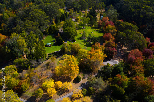 forest in autumn