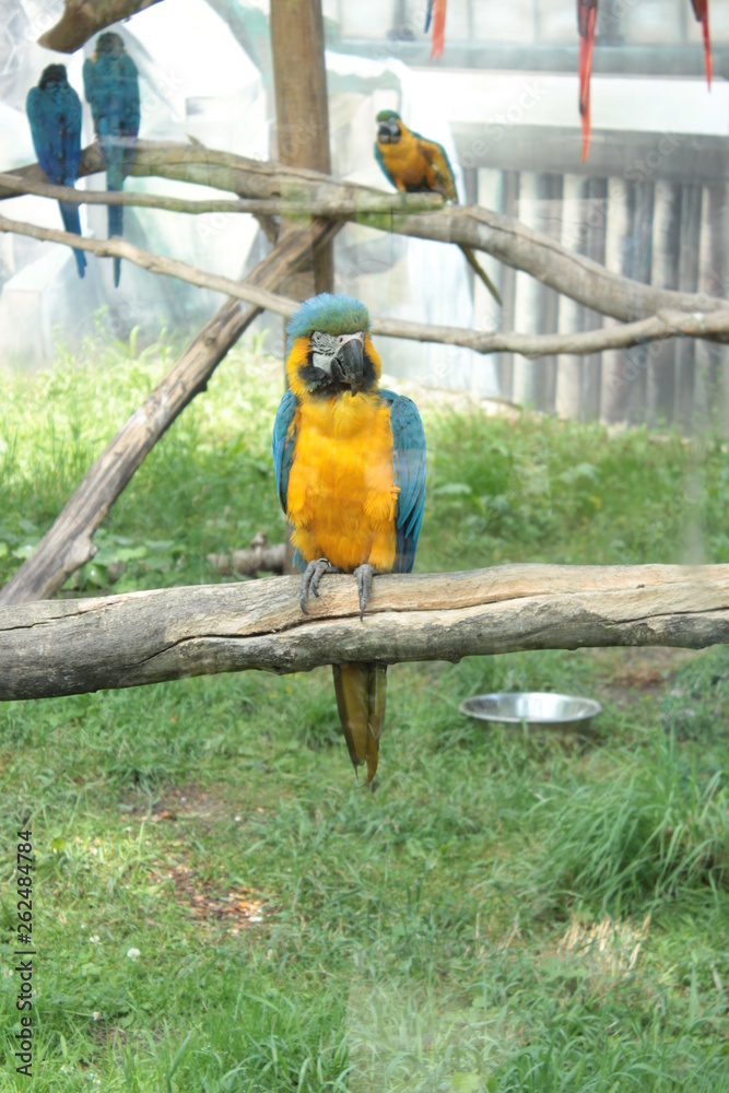 Obraz premium macaw parrot bird in zoo