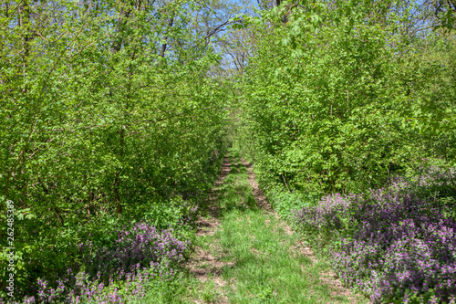 Fototapeta Naklejka Na Ścianę i Meble -  green dense forest with walking path