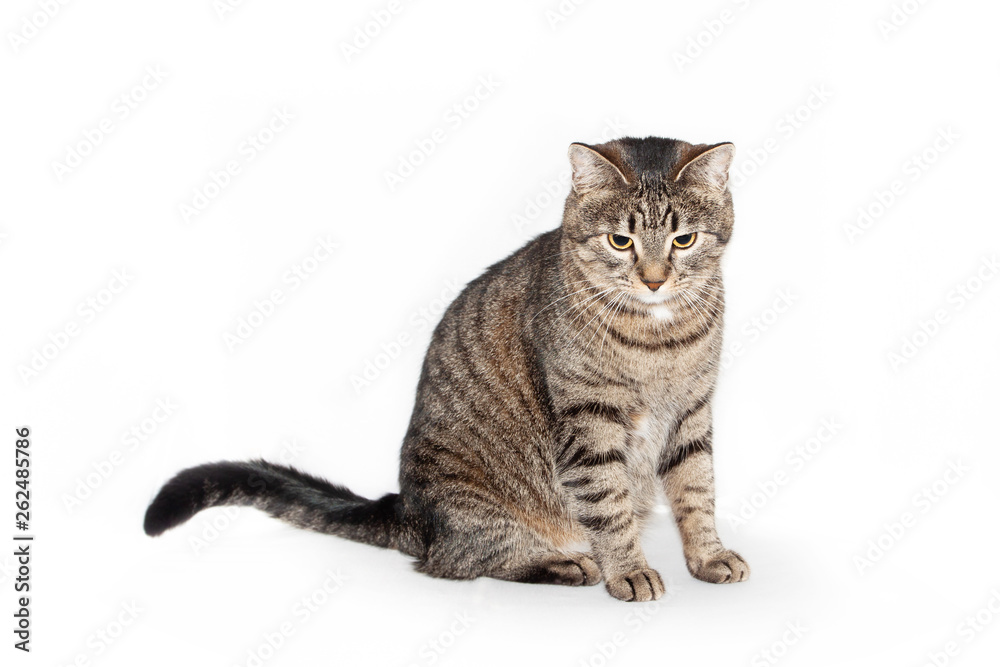 cat sitting in front and looking down. isolated on white background cat sitting in front and looking down. isolated on white background