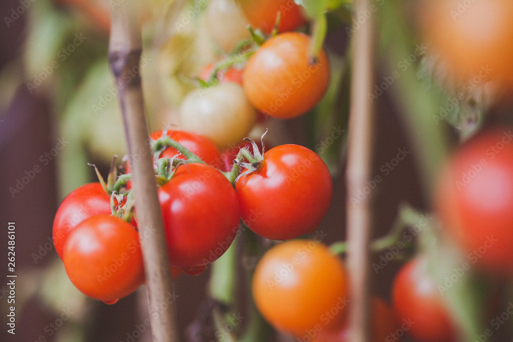 Fresh Garden Tomato