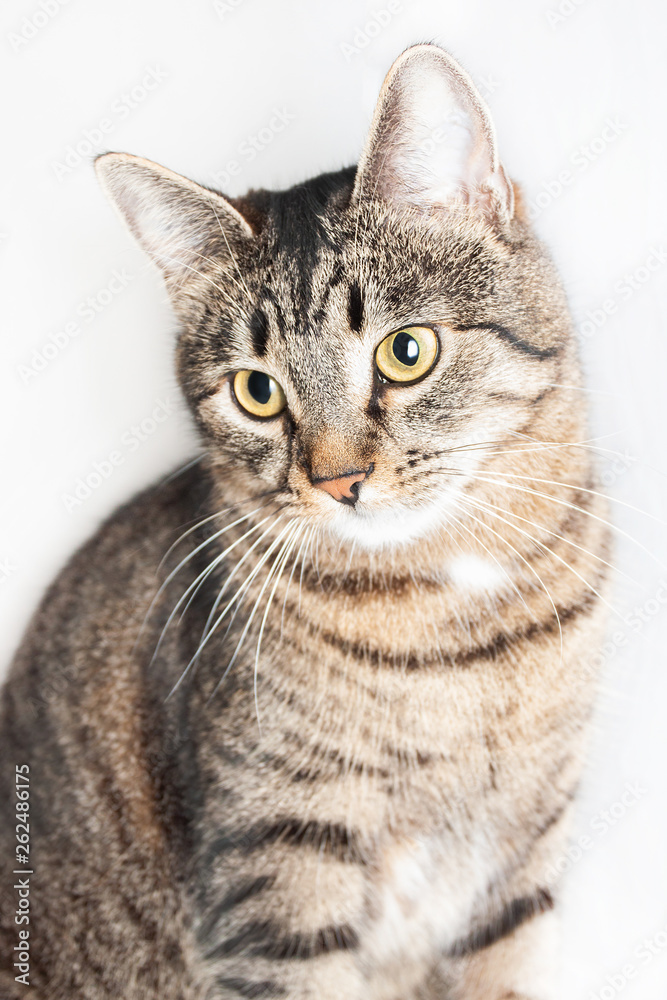 cat sitting in front and looking at camera. isolated on white background